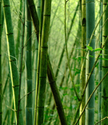 오죽헌 대나무숲의 소리