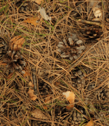 솔잎을 밟으며 걷는 소리