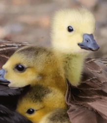 초가을 점심 오리 가족의 합창